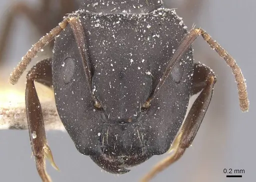 Camponotus sculptor specimen CASENT0911692 image casent0911692_2