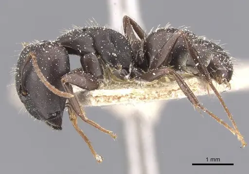Camponotus sculptor specimen CASENT0911692 image casent0911692_3