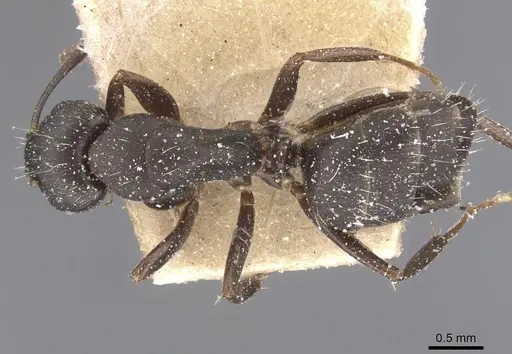 Camponotus sculptor specimen CASENT0911693 image casent0911693_1