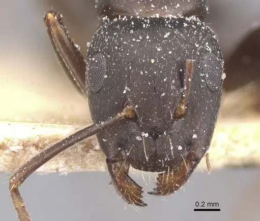 Camponotus sculptor specimen CASENT0911693 image casent0911693_2