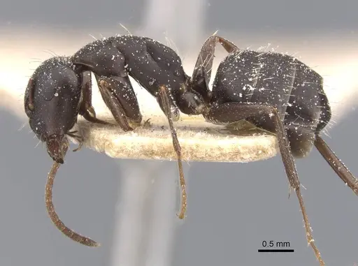 Camponotus sculptor specimen CASENT0911693 image casent0911693_3