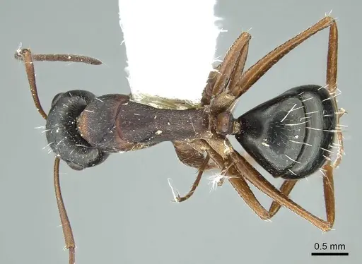Camponotus sculptor specimen CASENT0914424 image casent0914424_1