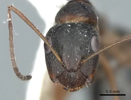 Camponotus sculptor specimen CASENT0914424 image casent0914424_2