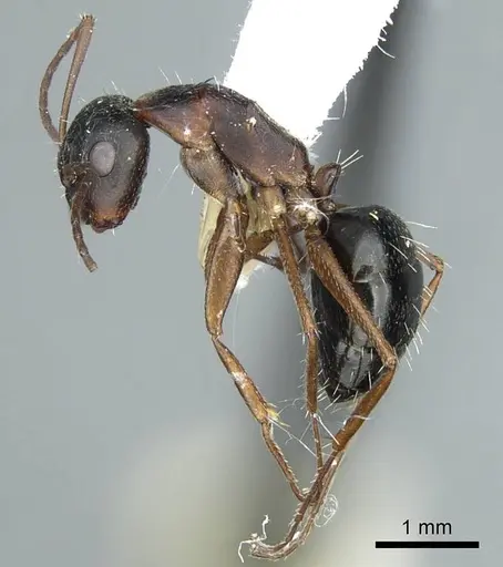 Camponotus sculptor specimen CASENT0914424 image casent0914424_3