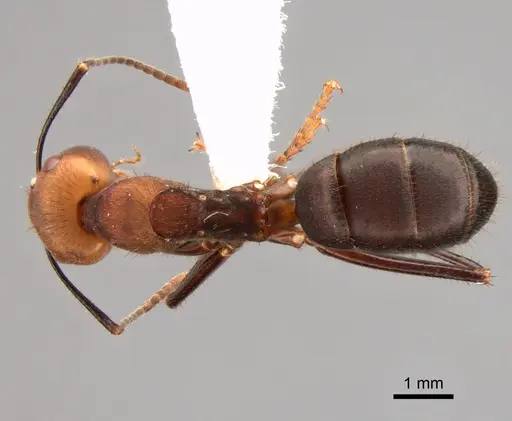 Camponotus sedulus specimen CASENT0882014 image casent0882014_1