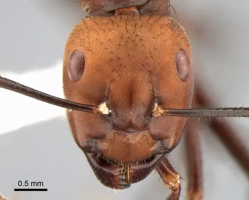 Camponotus sedulus specimen CASENT0882014 image casent0882014_2