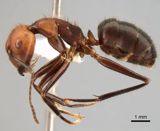 Camponotus sedulus specimen CASENT0882014 image casent0882014_3