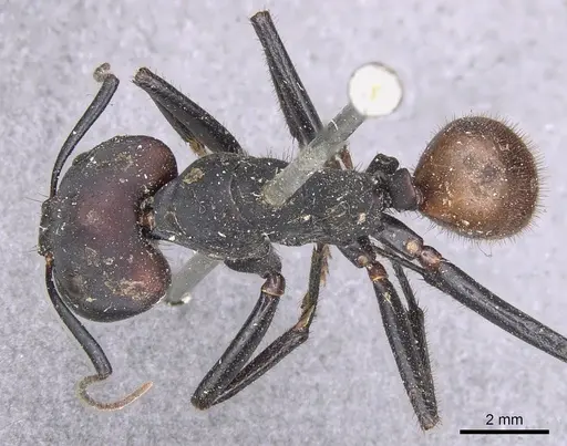 Camponotus sedulus specimen CASENT0901902 image casent0901902_1