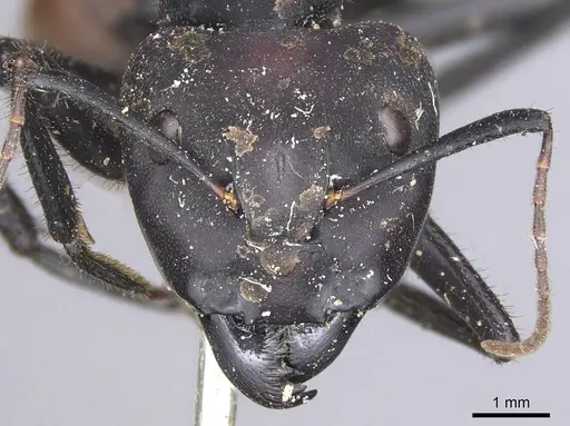 Camponotus sedulus specimen CASENT0901902 image casent0901902_2