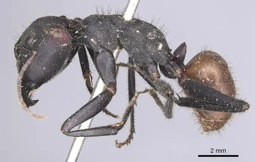 Camponotus sedulus specimen CASENT0901902 image casent0901902_3