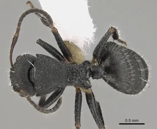 Camponotus selene specimen CASENT0887747 image casent0887747_1