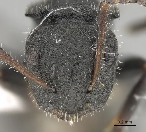 Camponotus selene specimen CASENT0887747 image casent0887747_2