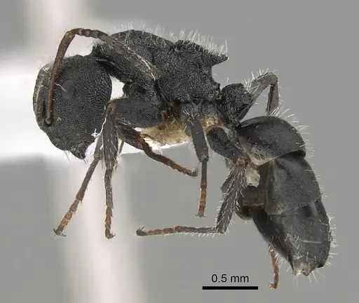 Camponotus selene specimen CASENT0887747 image casent0887747_3