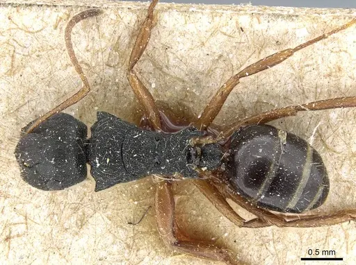 Camponotus selene specimen CASENT0905415 image casent0905415_1