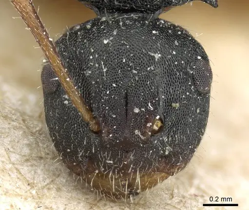 Camponotus selene specimen CASENT0905415 image casent0905415_2