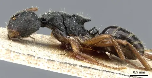 Camponotus selene specimen CASENT0905415 image casent0905415_3