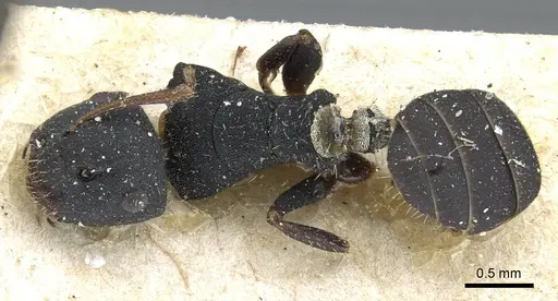 Camponotus selene specimen CASENT0905416 image casent0905416_1