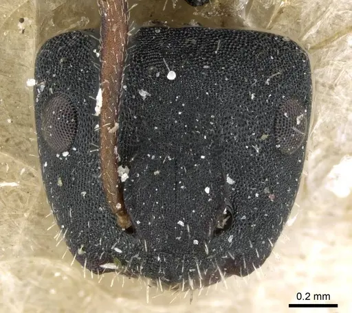Camponotus selene specimen CASENT0905416 image casent0905416_2