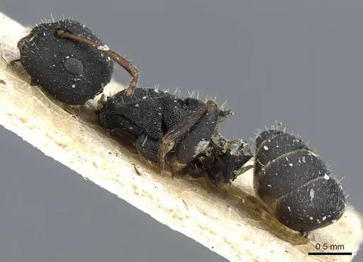 Camponotus selene specimen CASENT0905416 image casent0905416_3