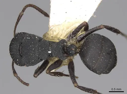 Camponotus selene specimen CASENT0906965 image casent0906965_1
