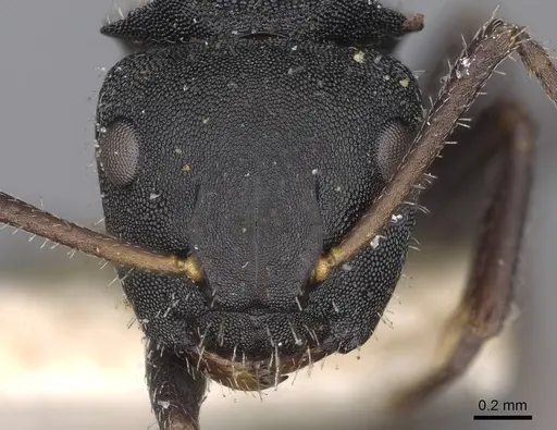 Camponotus selene specimen CASENT0906965 image casent0906965_2