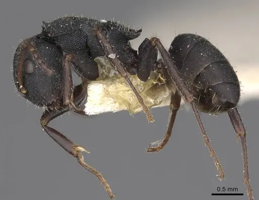 Camponotus selene specimen CASENT0906965 image casent0906965_3
