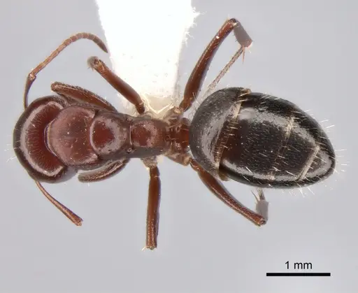 Camponotus semirufus specimen CASENT0882040 image casent0882040_1