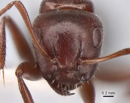 Camponotus semirufus specimen CASENT0882040 image casent0882040_2