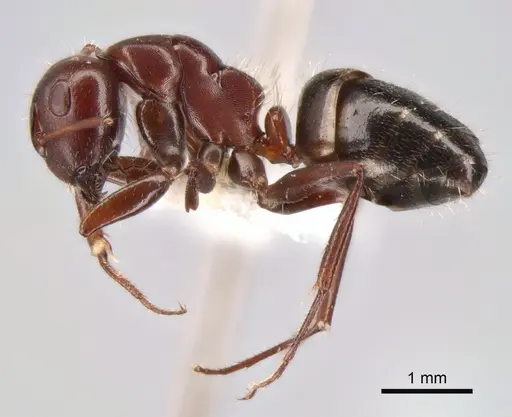 Camponotus semirufus specimen CASENT0882040 image casent0882040_3