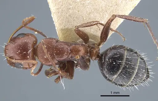 Camponotus semirufus specimen CASENT0917160 image casent0917160_1
