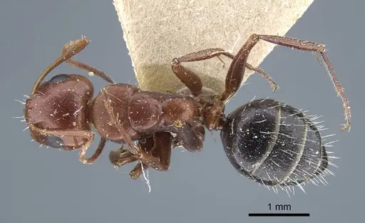 Camponotus semirufus specimen CASENT0917160 image casent0917160_2