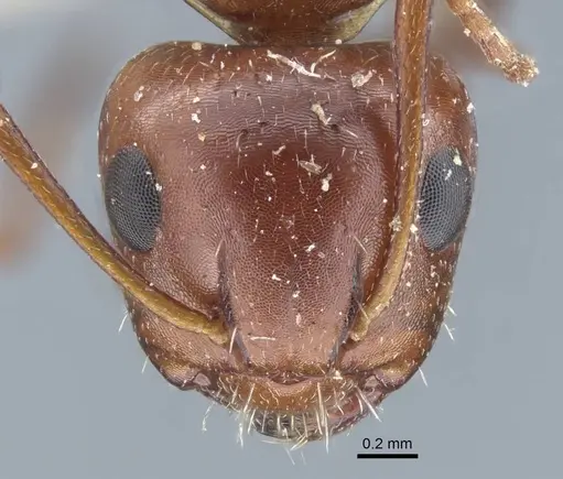 Camponotus semirufus specimen CASENT0917160 image casent0917160_3