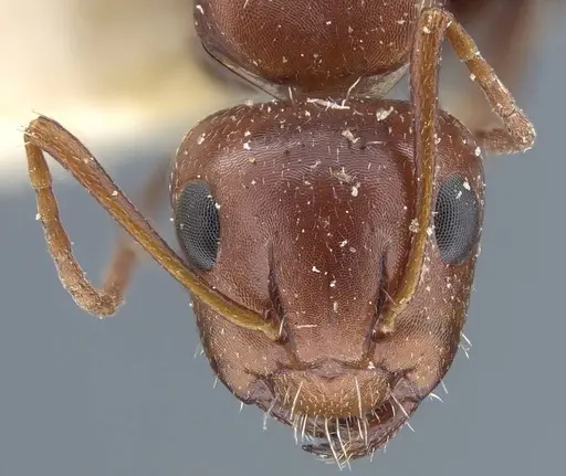 Camponotus semirufus specimen CASENT0917160 image casent0917160_4