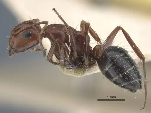 Camponotus semirufus specimen CASENT0917160 image casent0917160_5