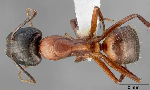 Camponotus semitestaceus specimen CASENT0005352 image casent0005352_1