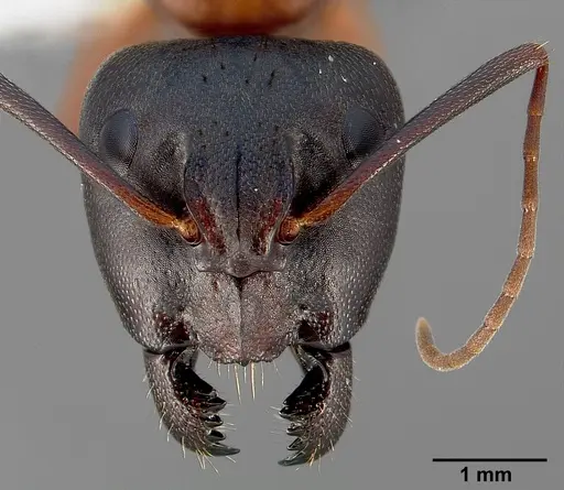 Camponotus semitestaceus specimen CASENT0005352 image casent0005352_2