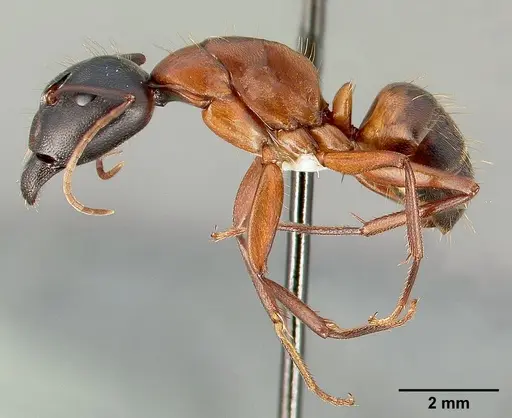 Camponotus semitestaceus specimen CASENT0005352 image casent0005352_3