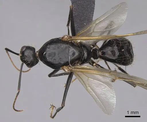 Camponotus semitestaceus specimen CASENT0053021 image casent0053021_1