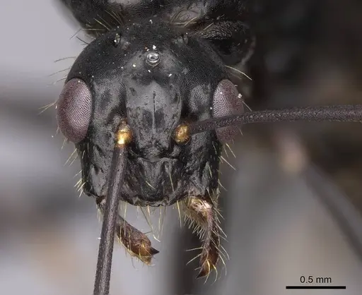 Camponotus semitestaceus specimen CASENT0053021 image casent0053021_2