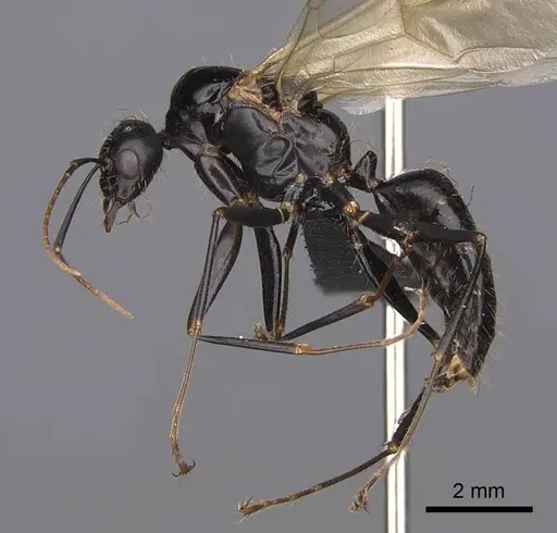 Camponotus semitestaceus specimen CASENT0053021 image casent0053021_3