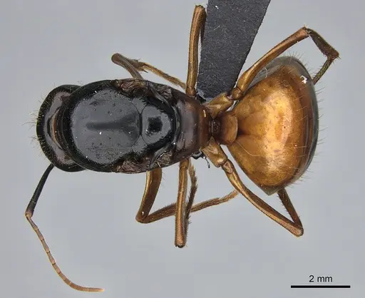 Camponotus semitestaceus specimen CASENT0066376 image casent0066376_1