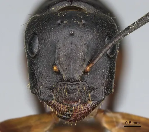 Camponotus semitestaceus specimen CASENT0066376 image casent0066376_2