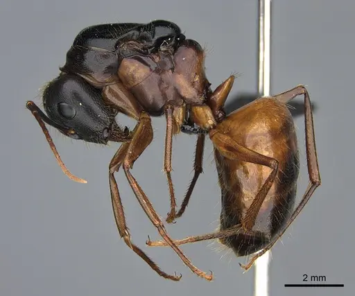 Camponotus semitestaceus specimen CASENT0066376 image casent0066376_3