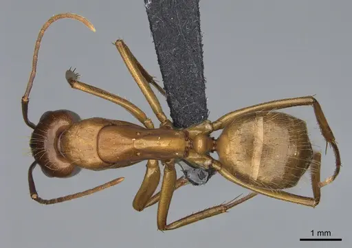 Camponotus semitestaceus specimen CASENT0066378 image casent0066378_1