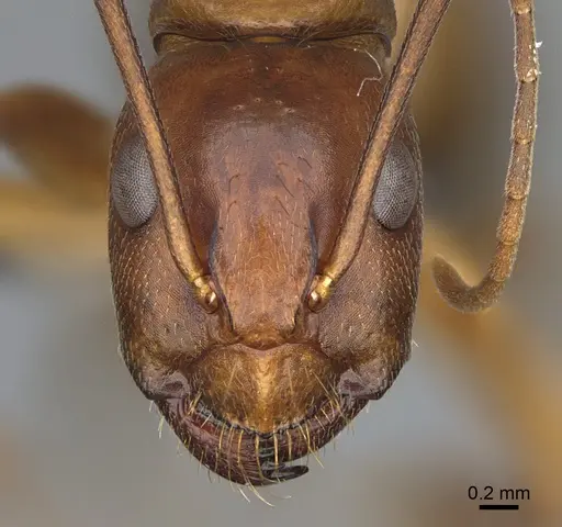 Camponotus semitestaceus specimen CASENT0066378 image casent0066378_2