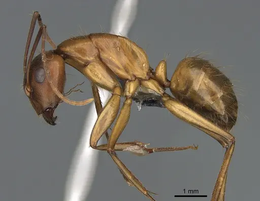 Camponotus semitestaceus specimen CASENT0066378 image casent0066378_3
