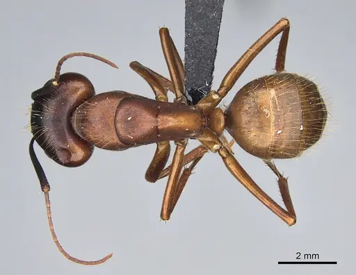 Camponotus semitestaceus specimen CASENT0066541 image casent0066541_1