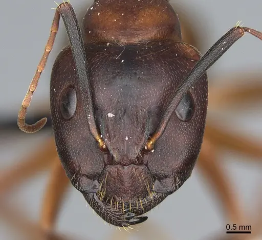 Camponotus semitestaceus specimen CASENT0066541 image casent0066541_2