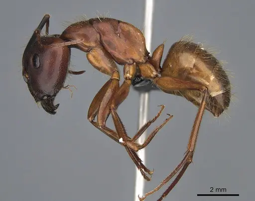 Camponotus semitestaceus specimen CASENT0066541 image casent0066541_3