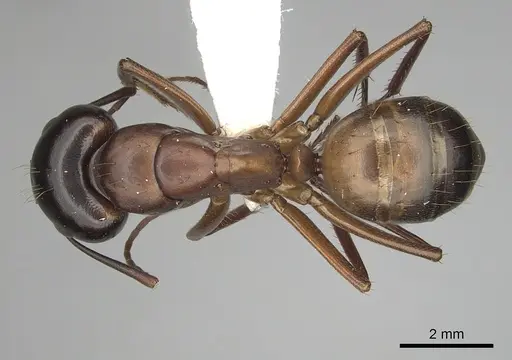 Camponotus semitestaceus specimen CASENT0280037 image casent0280037_1